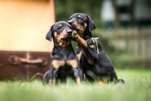 Adorable Doberman puppies
