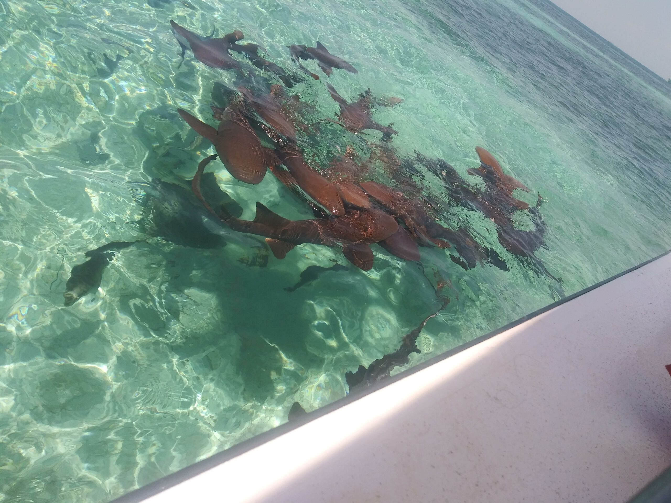 Sharks in the water!